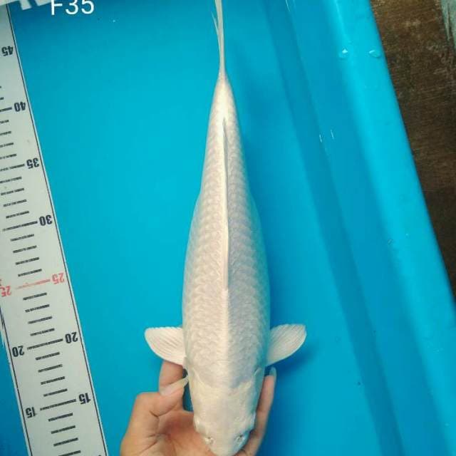 Snow white platinum Jumbo