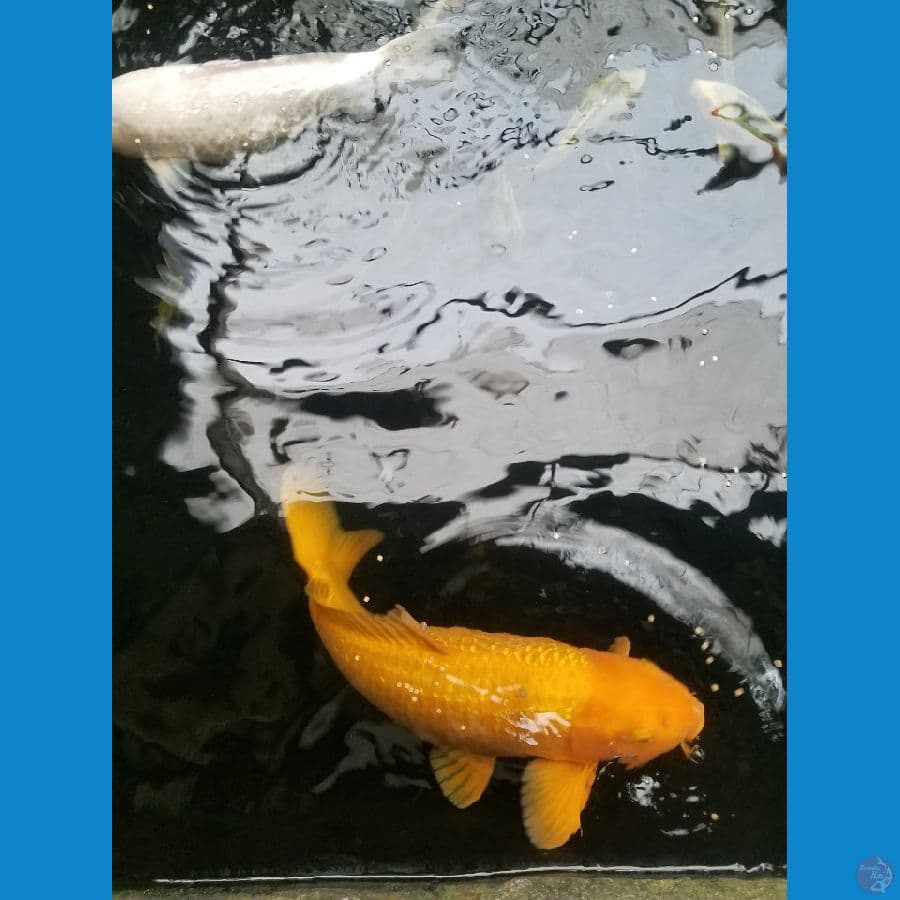 karasi ginrin jumbo