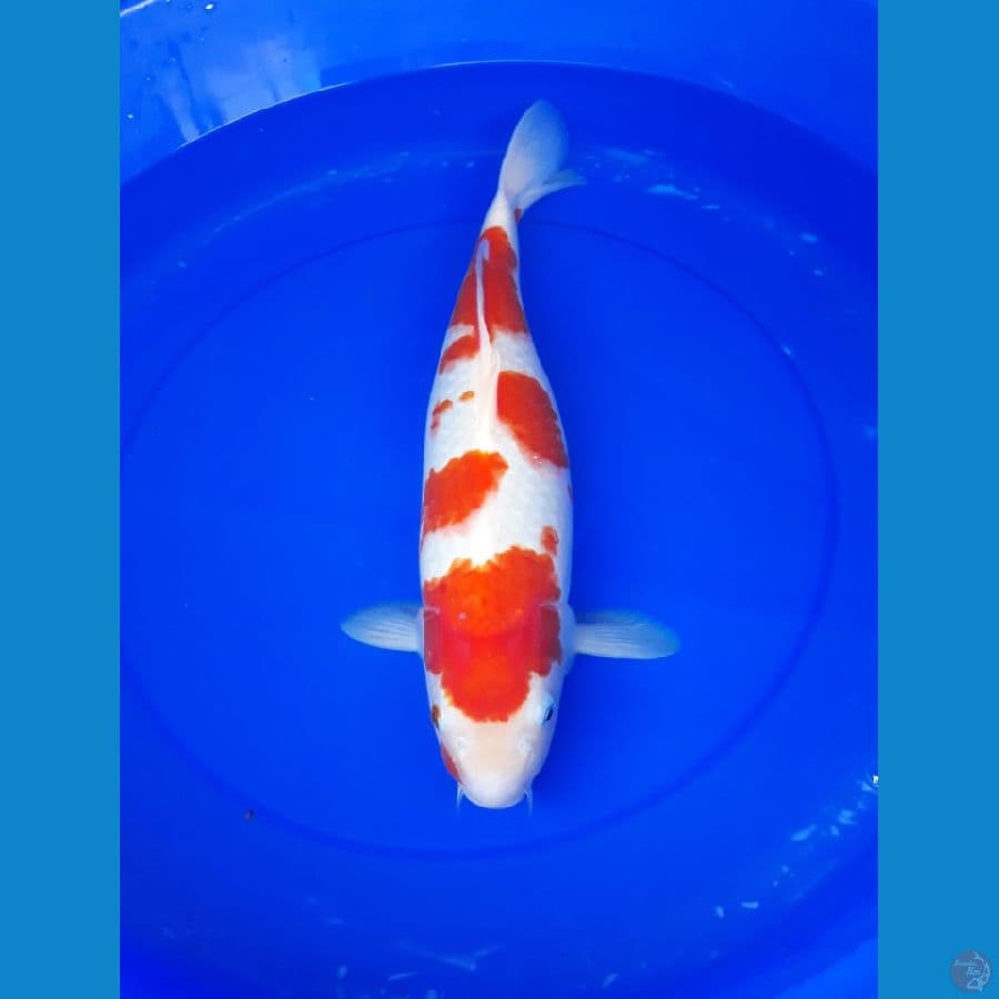 kohaku F 45
