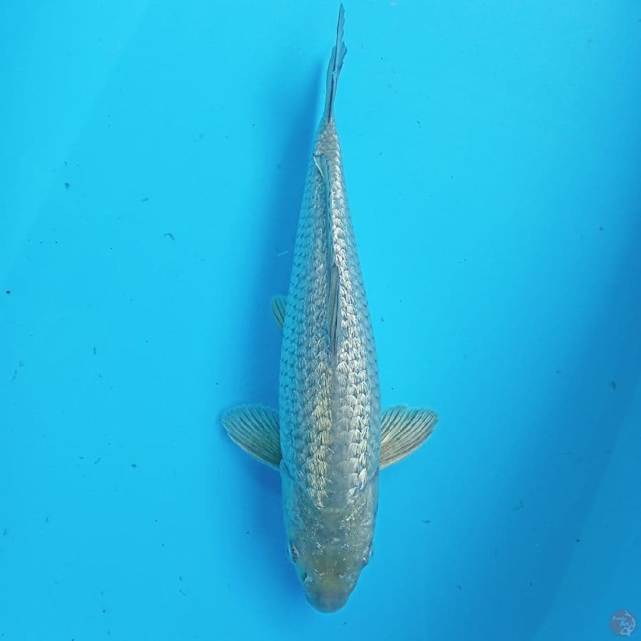 SORAGOI SIAP SHOW KINGRIN C 32CM