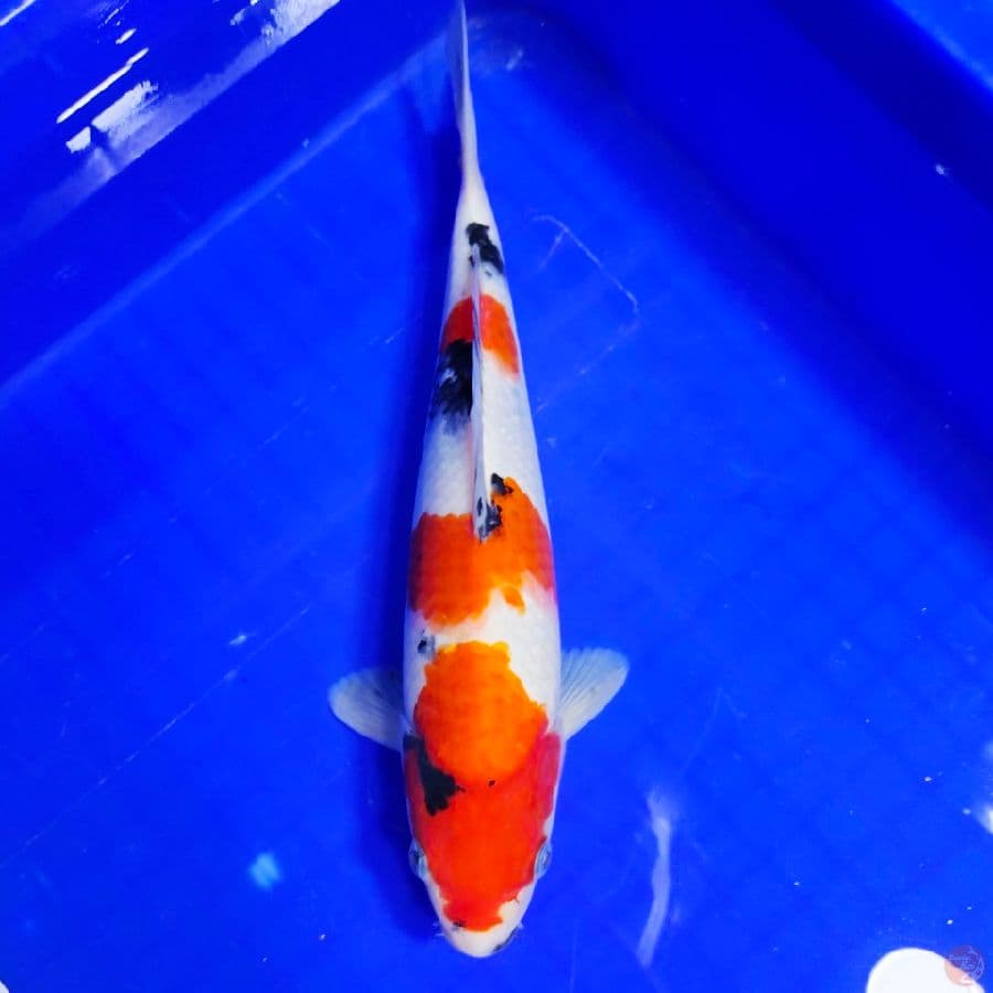 showa 27cm