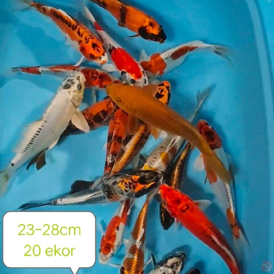 mix 20 ekor