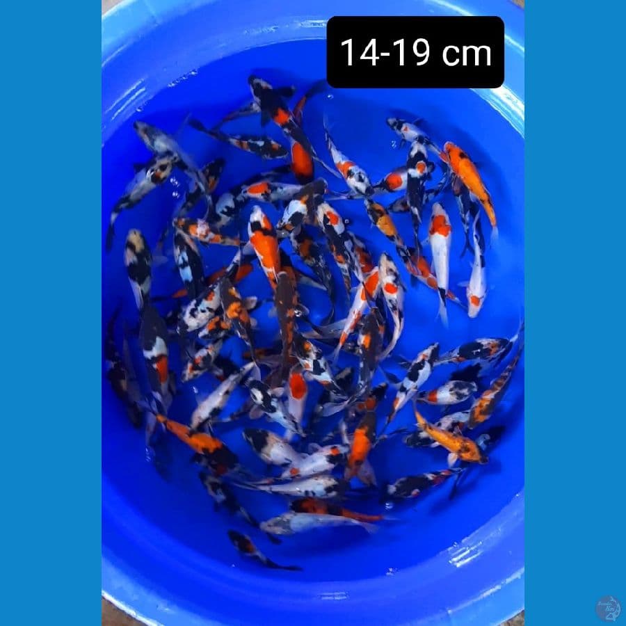 paket akhir tahun 85 ekor showa doit 14-19 cm