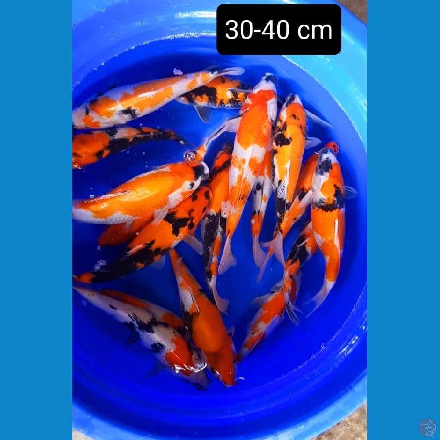 promo akhir taun 17 ekor 30-40 cm.