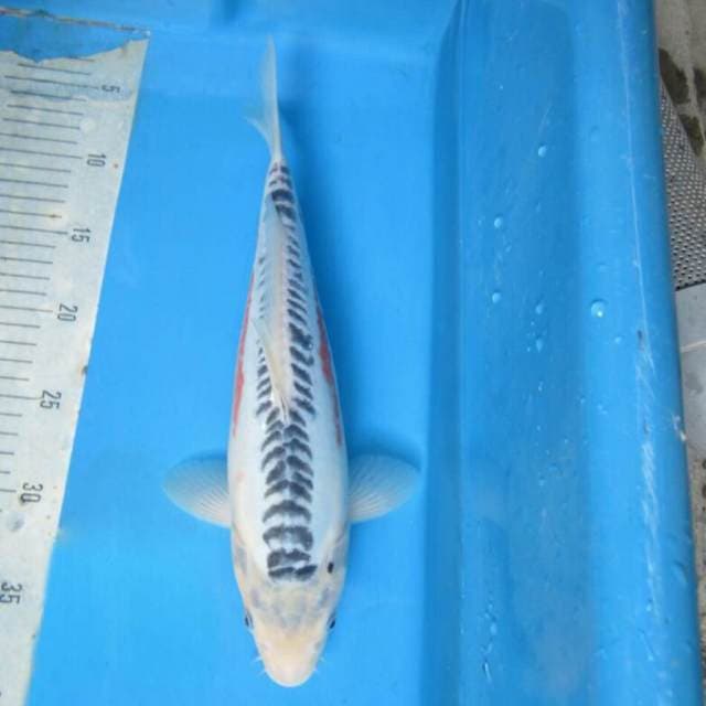 Shusui bulky 35 cm