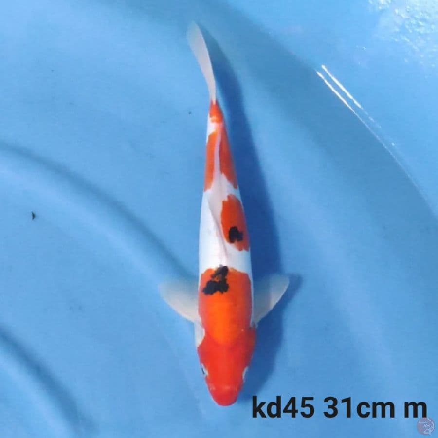 doitsu sanke 31cm