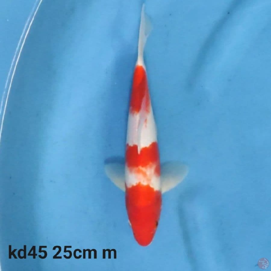 kohaku 3step 25cm