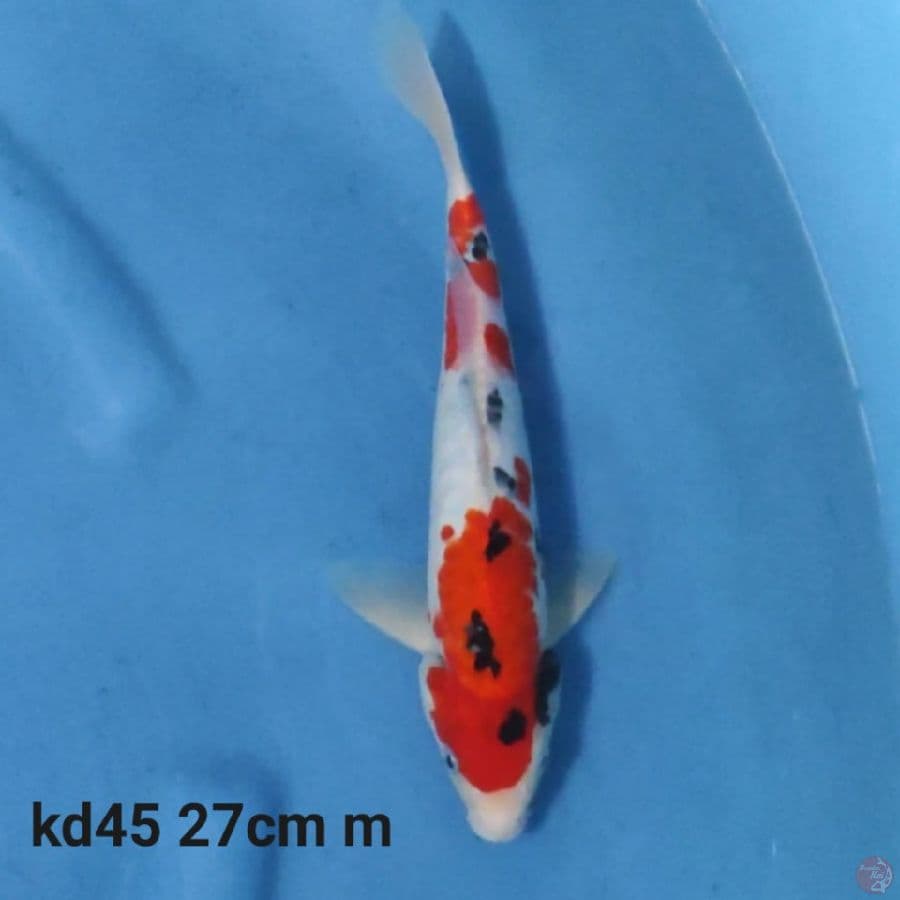 doitsu sanke 27cm