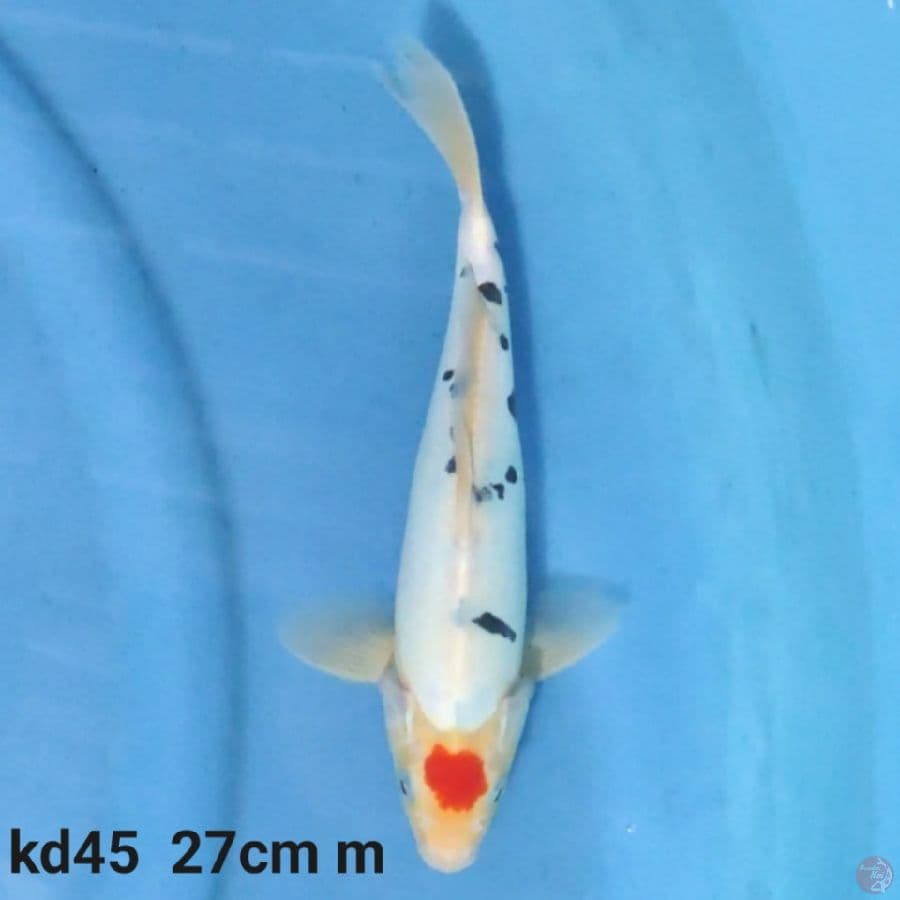 tancho doitsu 27cm