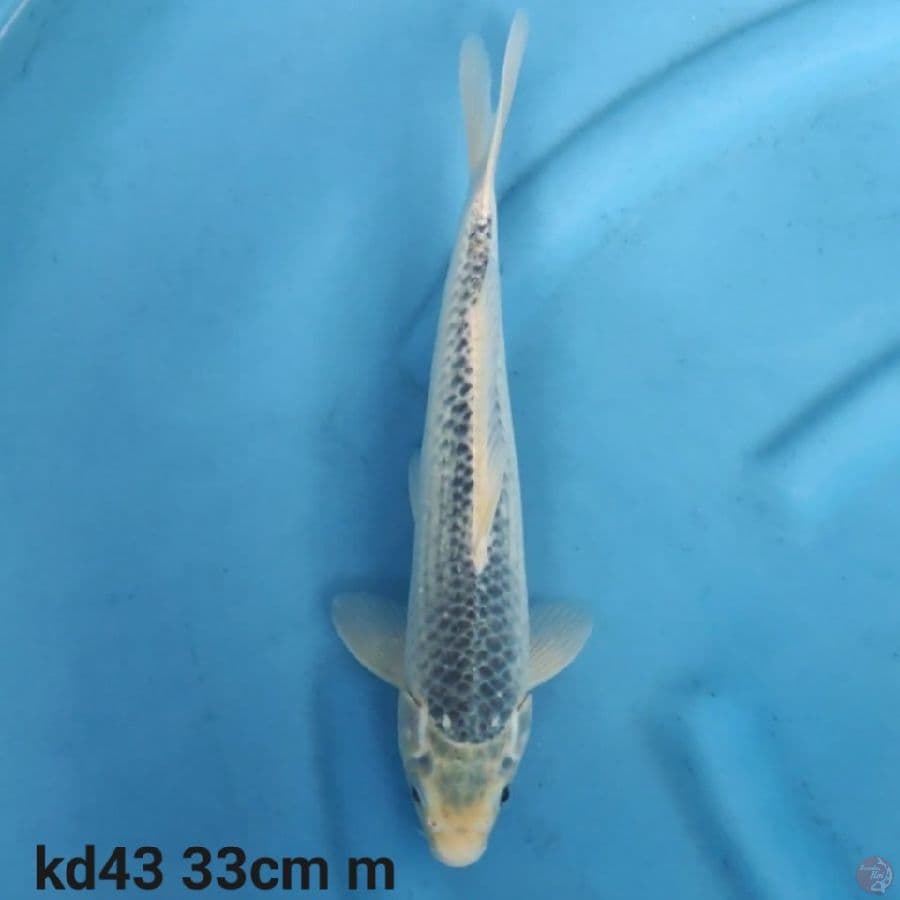 asagi 33cm