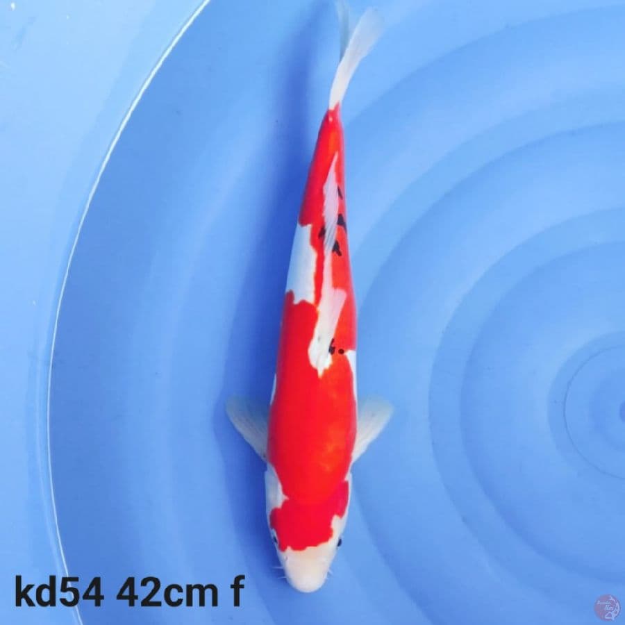doitsu murni 42cm