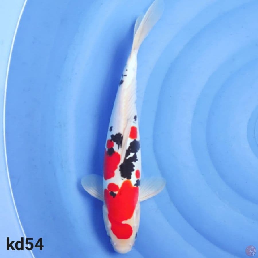 doitsu sanke 38cm