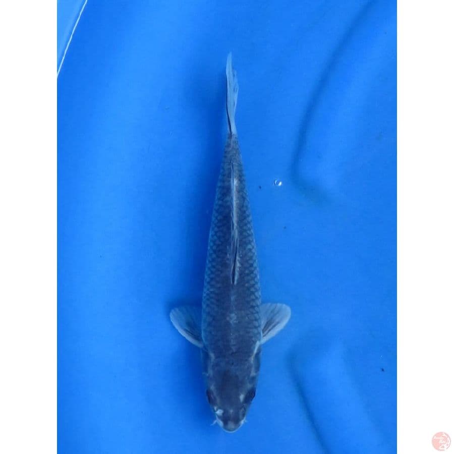 Suminagasi - 28cm