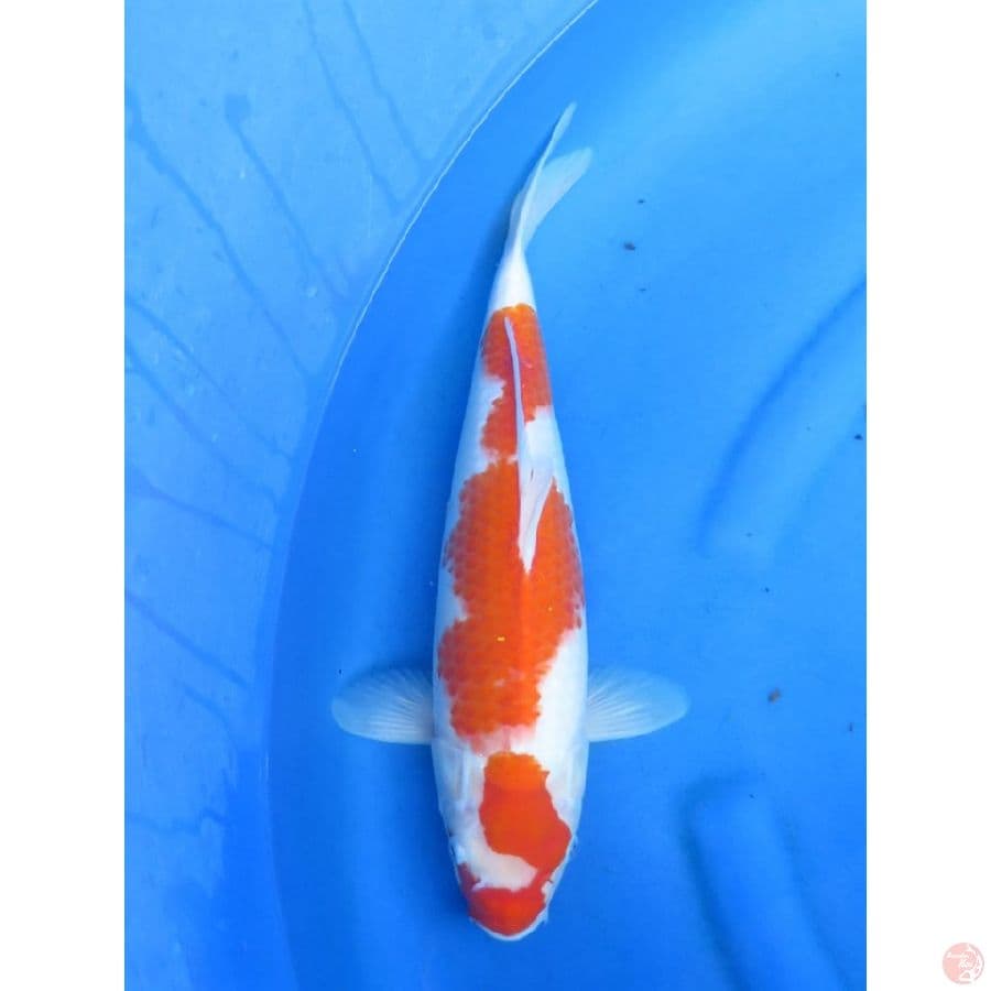 Kohaku F1 - 40cm