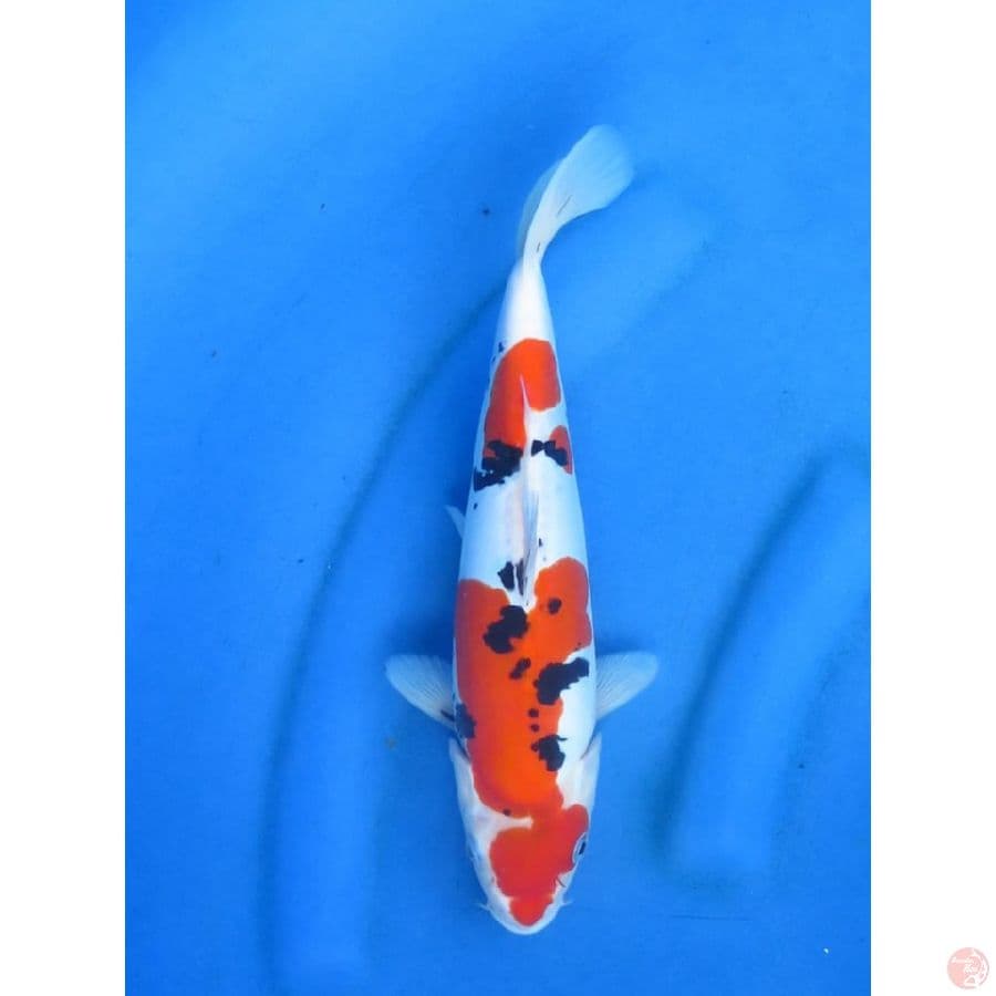 Sanke Doitsu SQ - 28cm