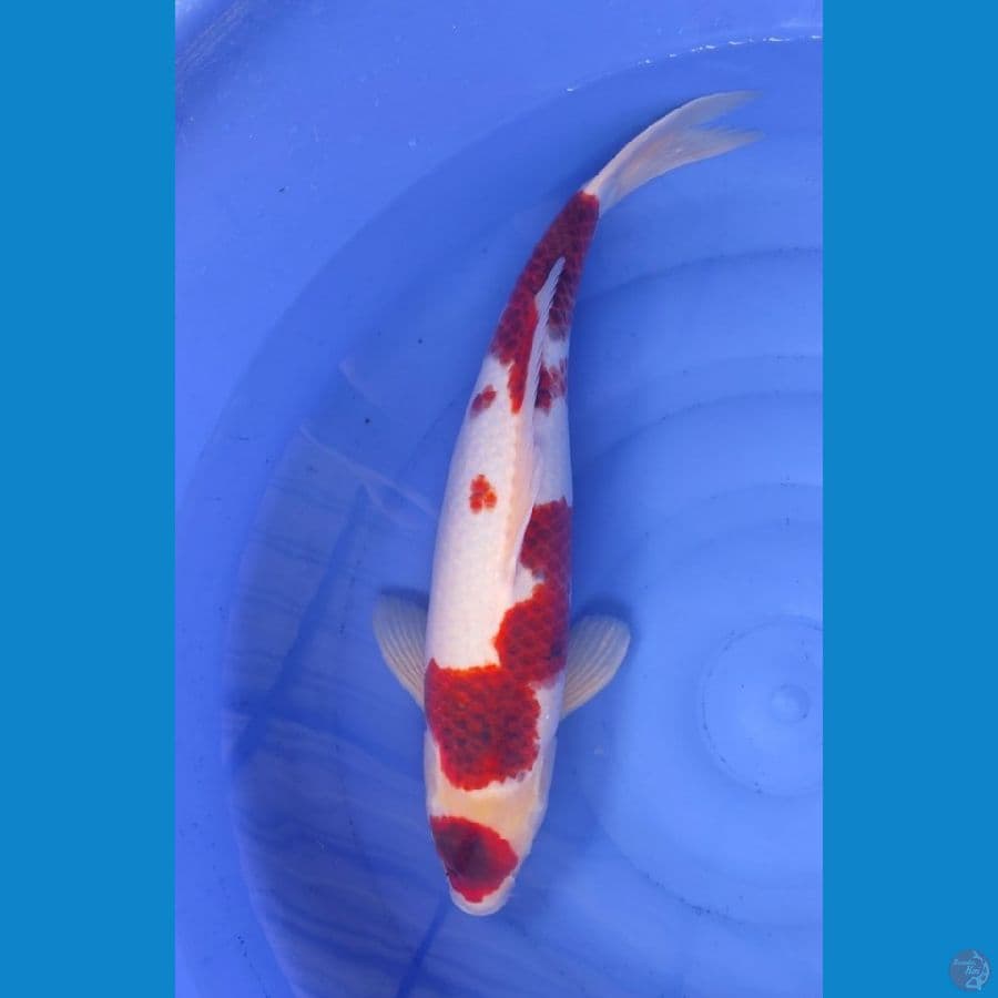 Ai Goromo 52cm Jantan