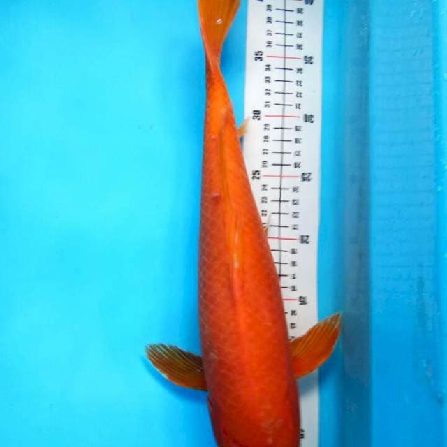 Ogon