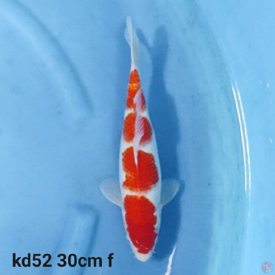 kohaku 4 step