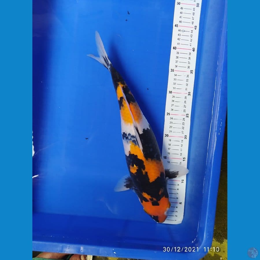 showa 41 cm
