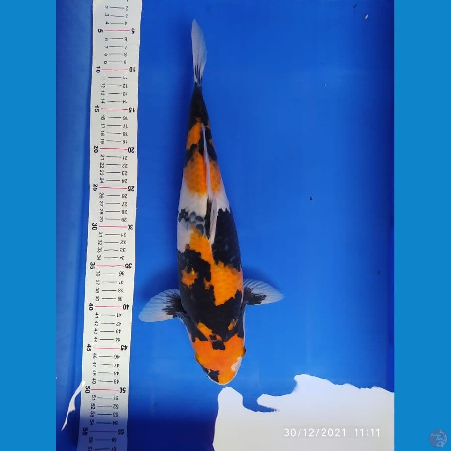 showa 41 cm