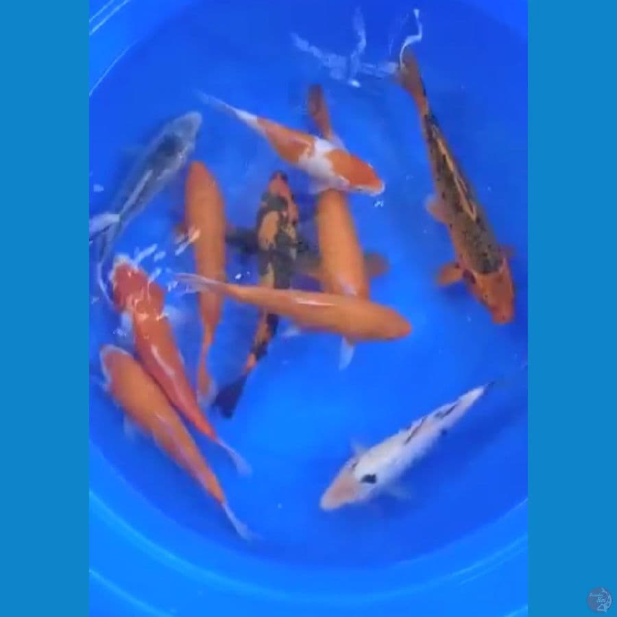 MIX KOI 10 EKOR
