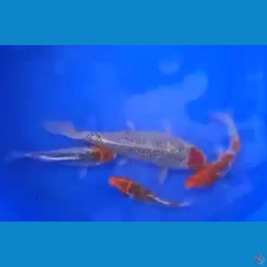 MIX KOI 4 EKOR