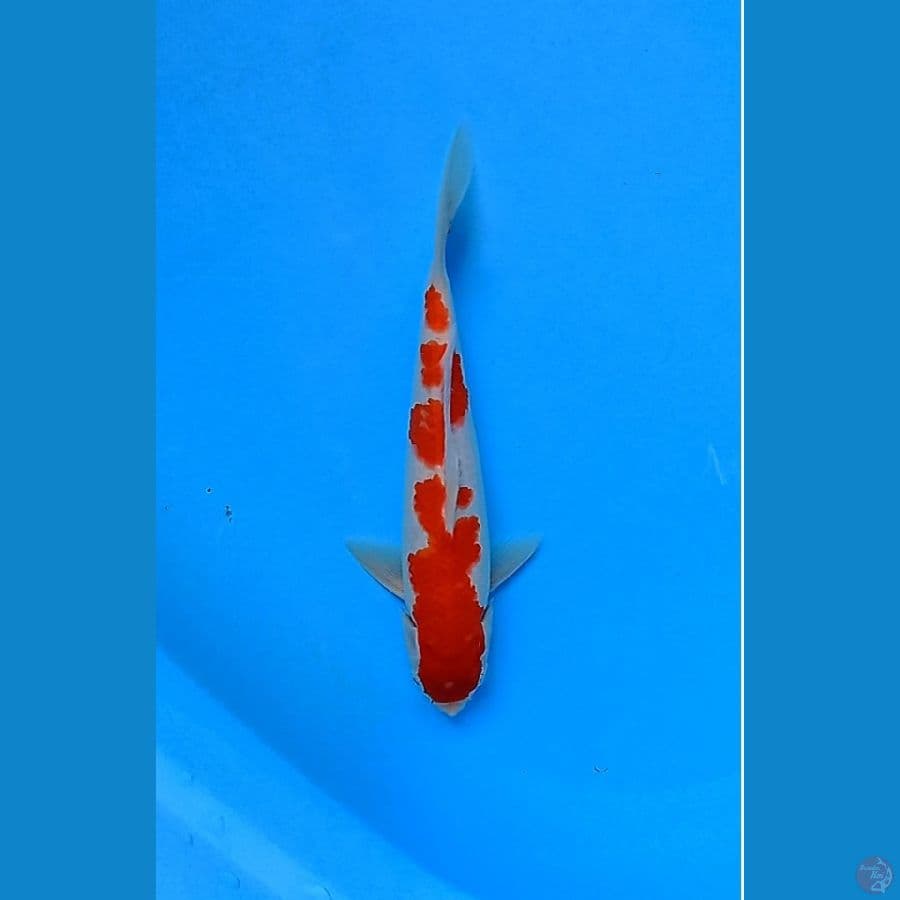 kohaku