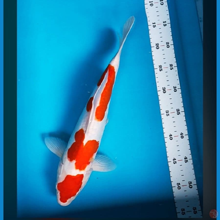 kohaku doit aragoke 38cm