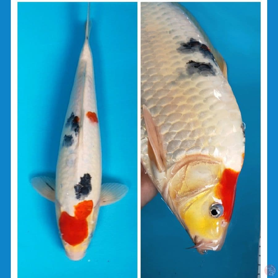 sanke punuk 37cm male