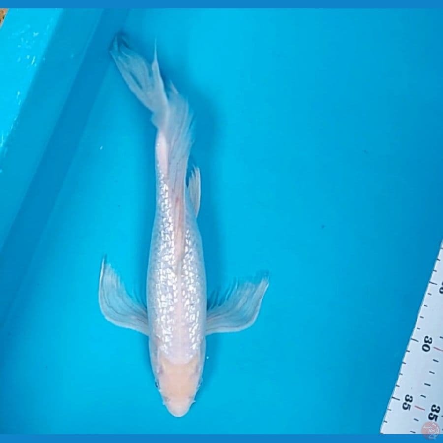 kumpay shiromuji ginrin 30cm male