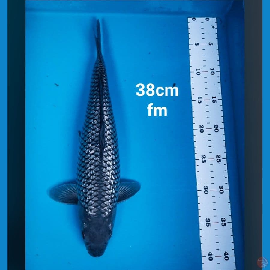 soragoi ginrin 38cm