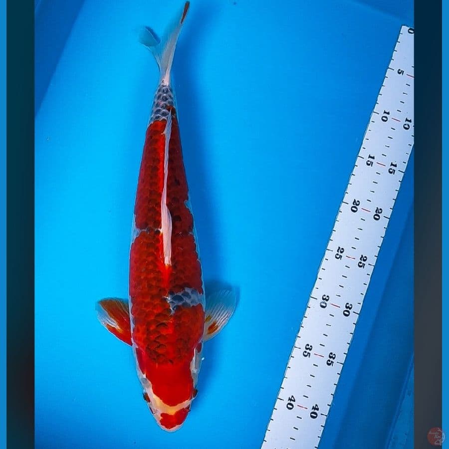 goshiki super red 38cm male body jumbo