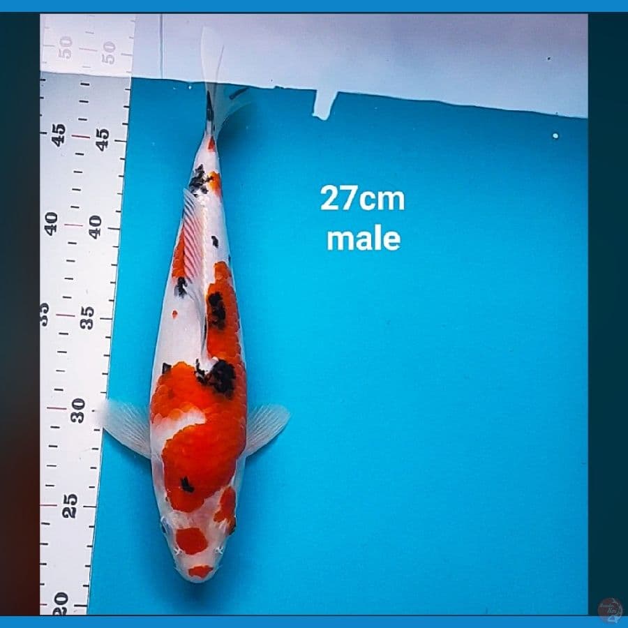 sanke 27cm male body jos