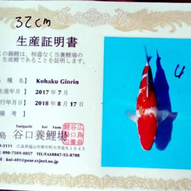 Kohaku ginrin import serti taniguchi farm 32cm