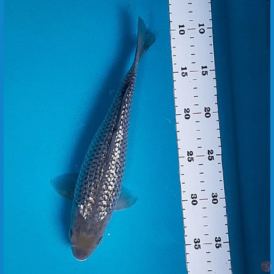 soeagoi ginrin 27cm