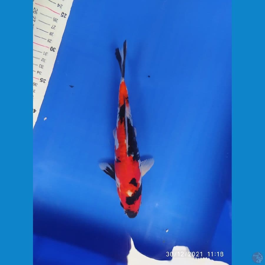 showa doit 25 cm