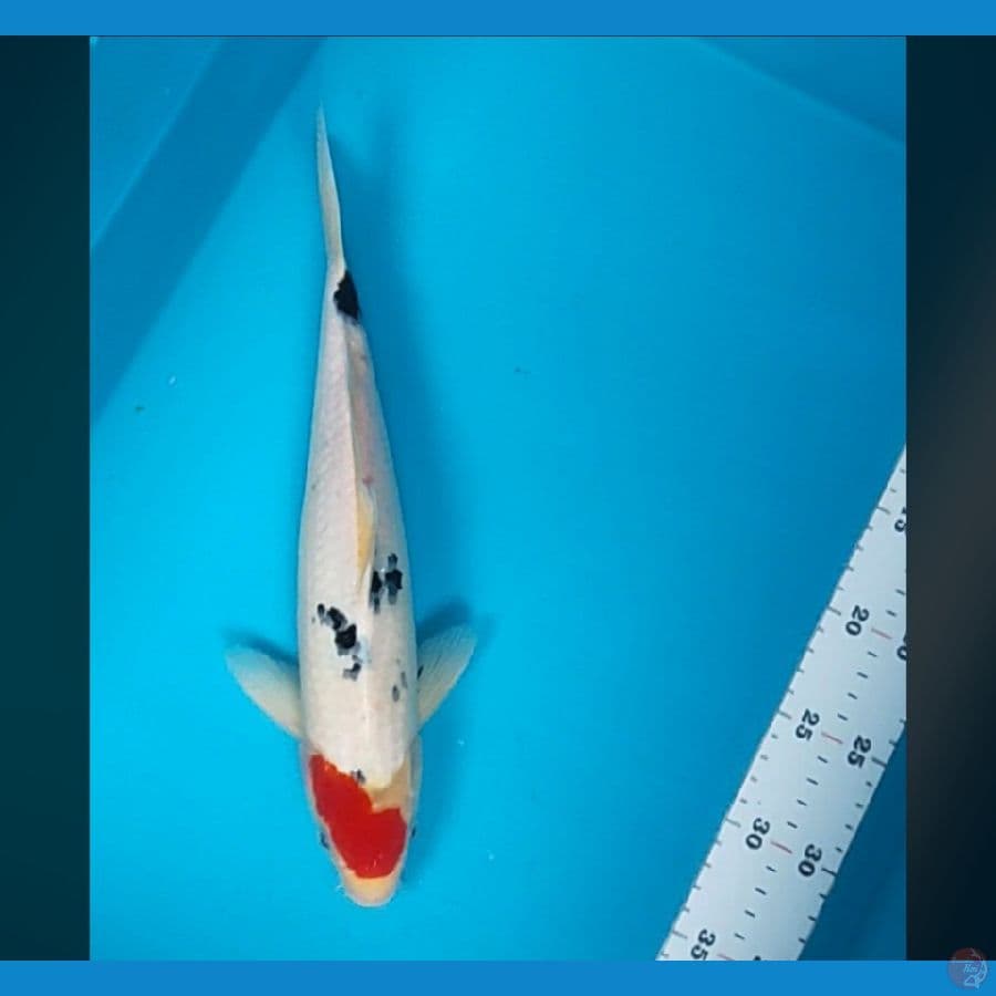 tc sanke 33cm male