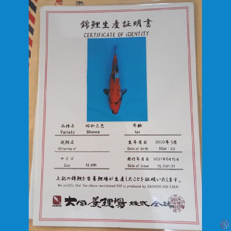 showa tategoi import 30cm