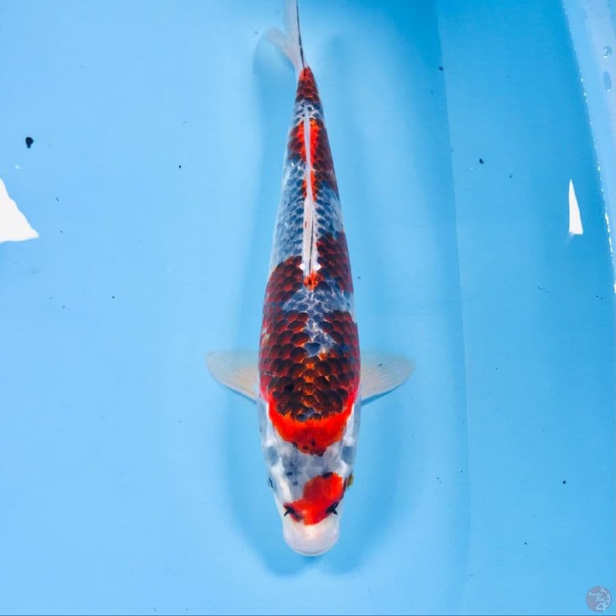 goshiki, 34 cm