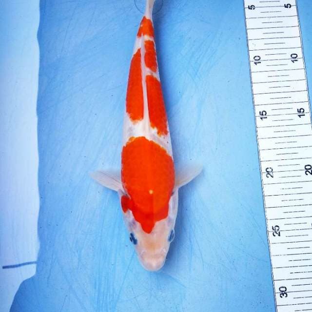 Kohaku sq
