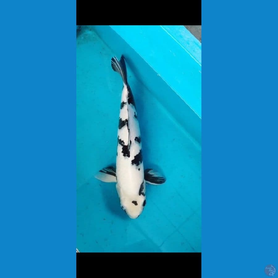 shiro utsuri ±45cm hq calon jumbo