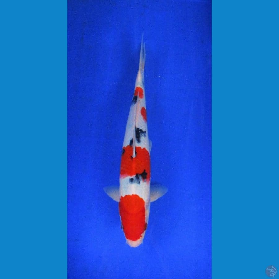 taiso sanke ±37cm