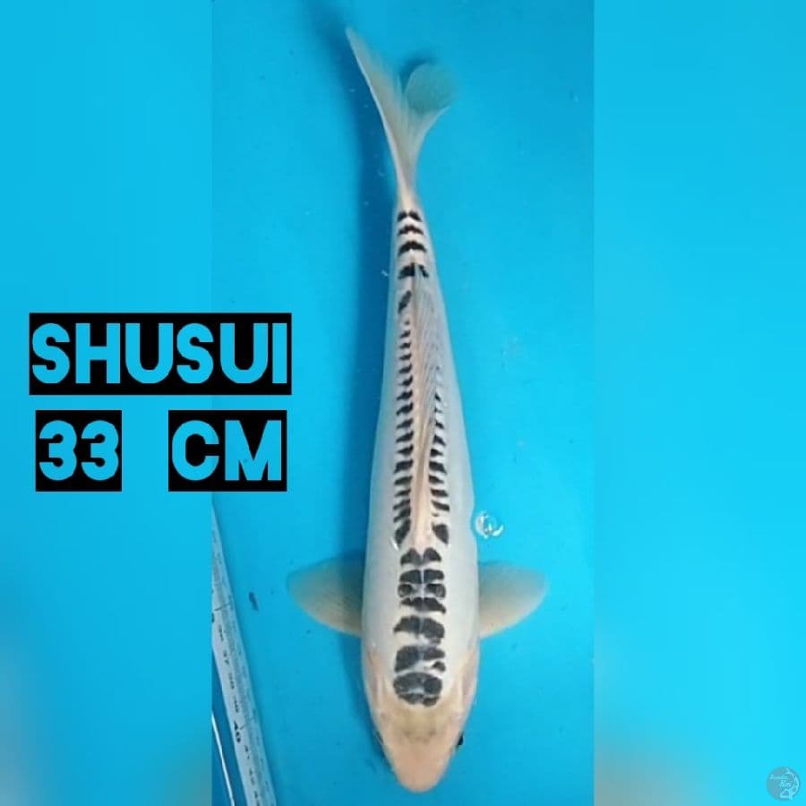 Shusui 33 cm