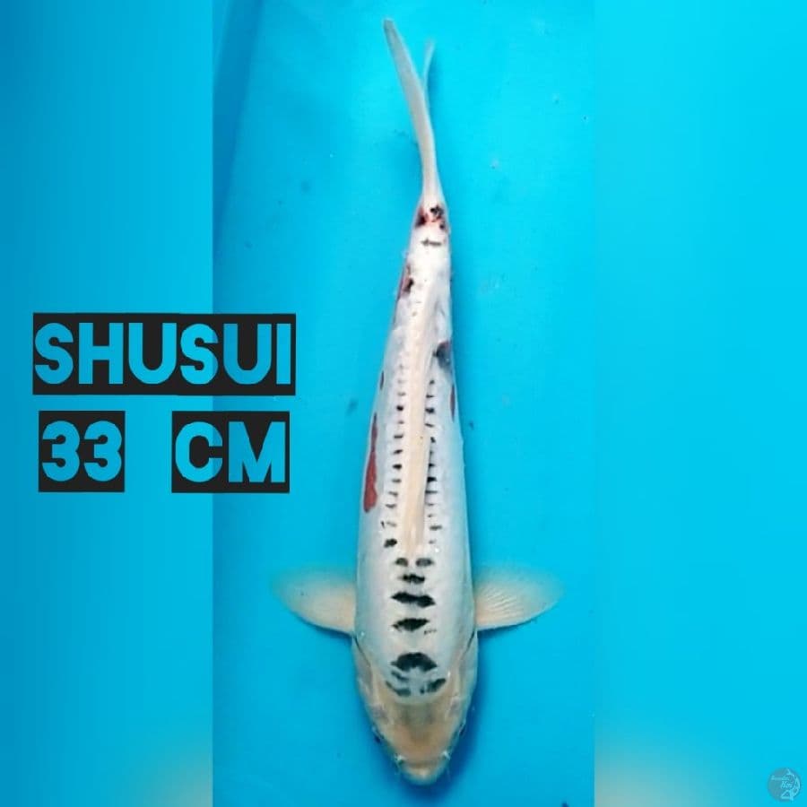 Shusui 33 cm