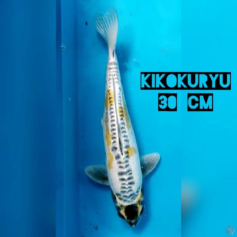 Kikokuryu M 30 cm