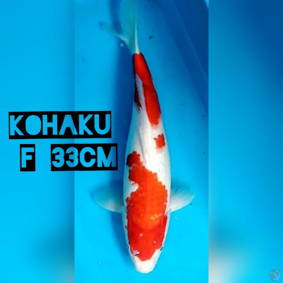 Kohaku F33 cm