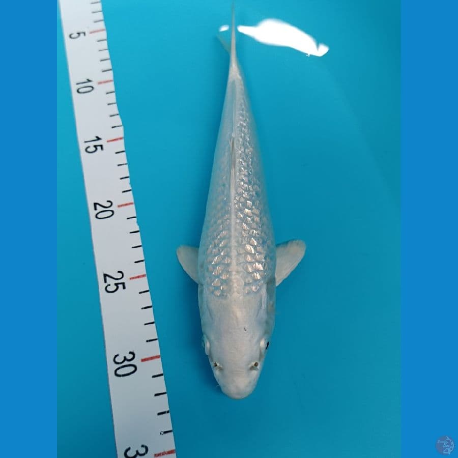 platinum gindrin putih salju 25 cm