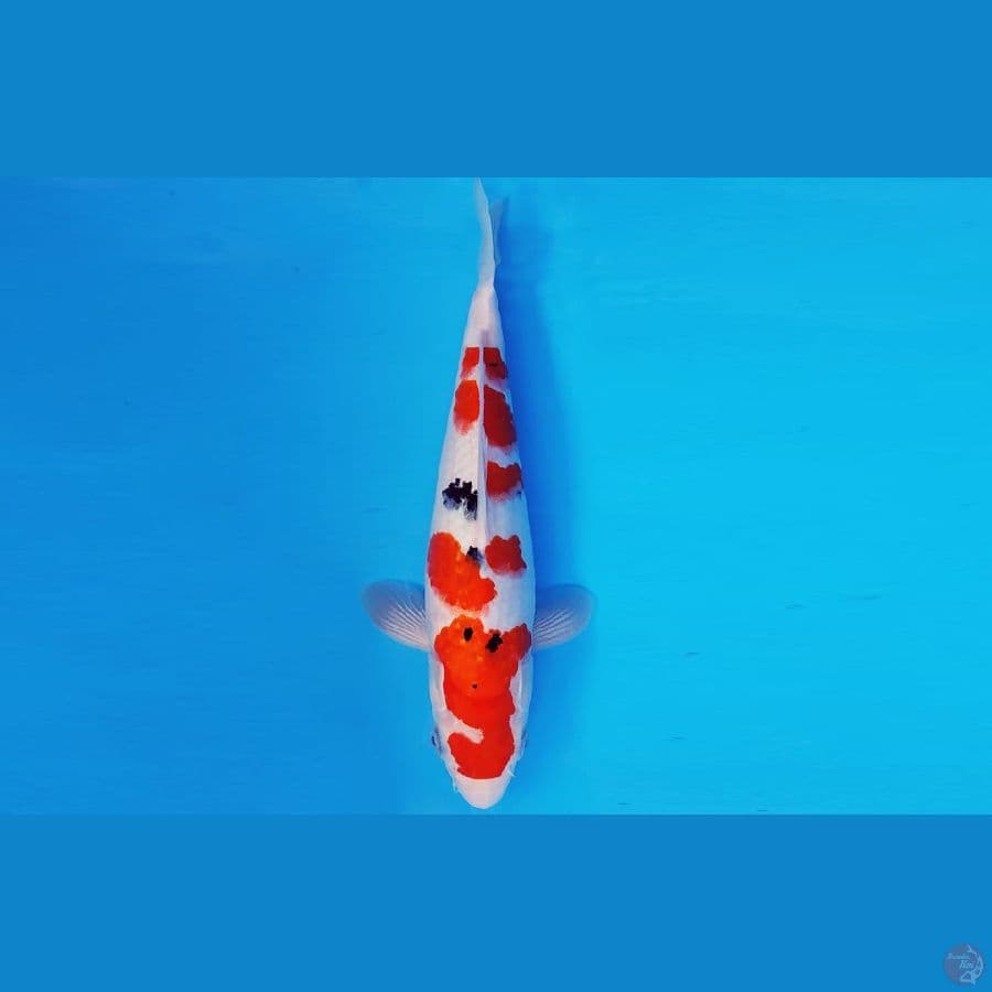 MEIJI 3 - SANKE 29 cm/male
