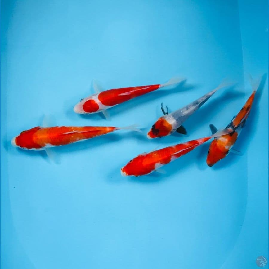 mix koi, 15up