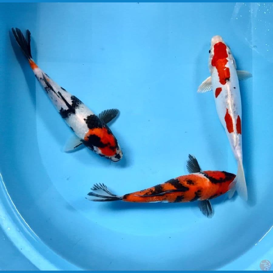 mix koi, 25bu